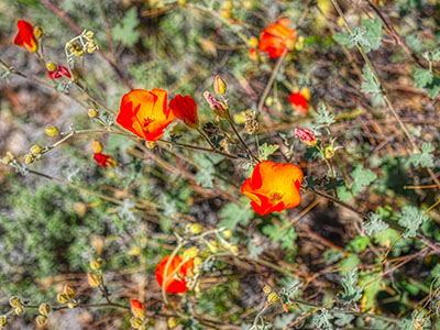 Desert poppies are in bloom at this time of year.