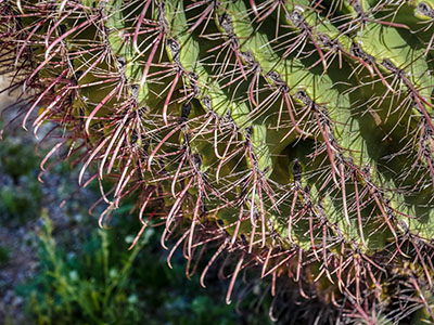 Hooked Ferocactus spines