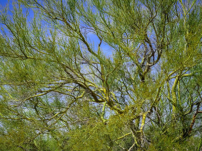 Palo verde tree, showing its photosynthetic branches