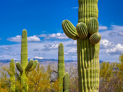 Another saguaro forest