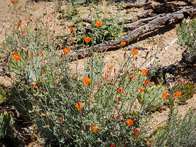 Brilliant desert poppies