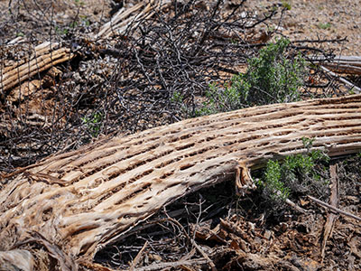 The internal structure of a saguaro is easily seen in this deceased specimen.