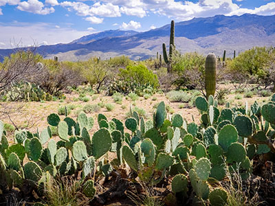 There are plenty of “plain old Opuntia” too.