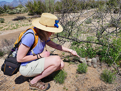 Finding an adorable cluster of Mammillaria beneath a nurse shrub