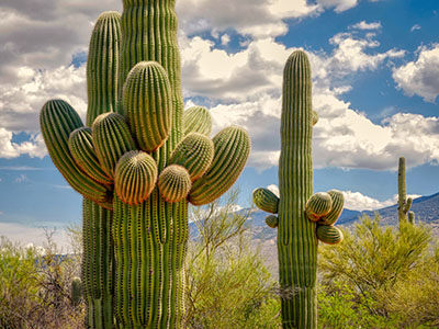 Overachieving saguaro!