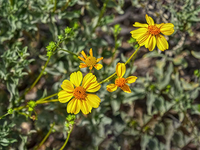 Brittlebush is blooming everywhere this year