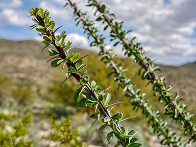 Ocotillo leaves