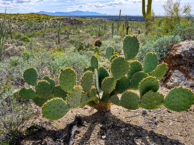 Opuntia in a cactus forest