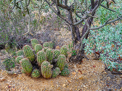 The hedgehog clump in context