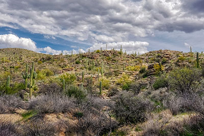 Saguaro landscape