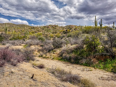 Saguaro landscape