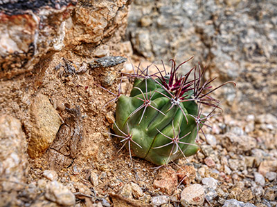 Seedling Ferocactus