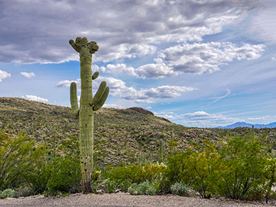 Crested saguaro