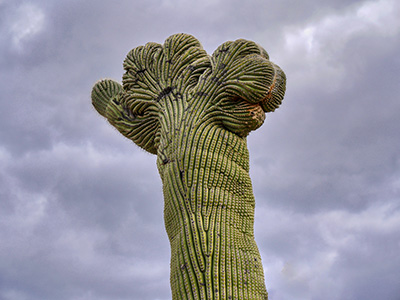 Closeup of the crested top of the saguaro