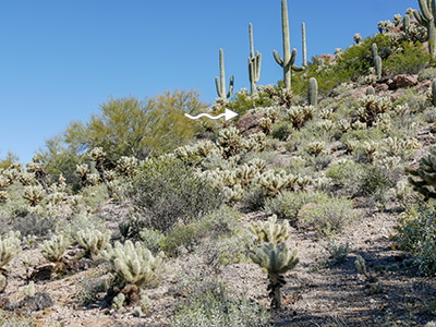 Looking uphill, NE, from near the road