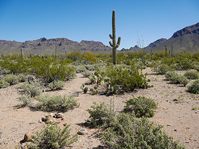 Looking NE toward Old Tucson