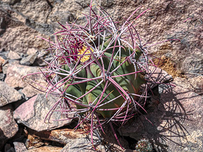 Small Ferocactus