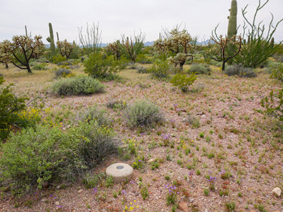 Desert surroundings