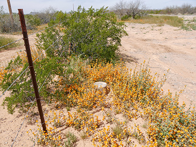 Looking W along the fenceline