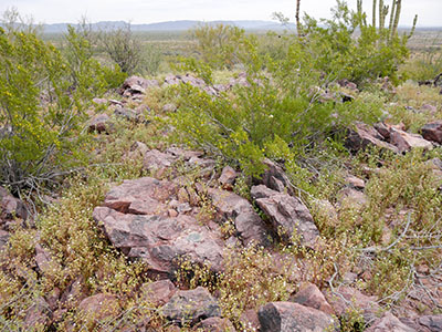 Looking SE toward the station (near the dead saguaro)