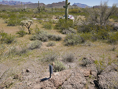 Looking E toward Ajo Mountain Drive