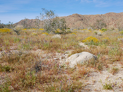 The boulder is surrounded by a massive wildflower bloom this spring.