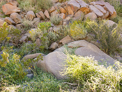 The disk may be difficult to spot because the rock slopes away from the wash.