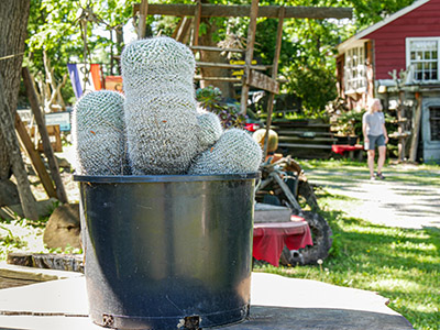 REALLY big Mammillaria!