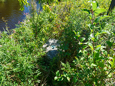 Eyelevel view of the monument buried in vegetation