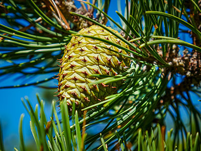 Colorful cone