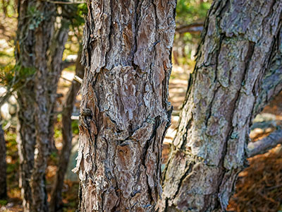 Bark with interesting texture