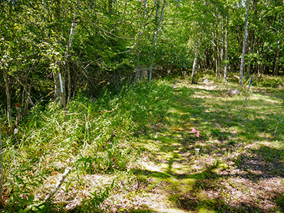 Looking W along old route into park