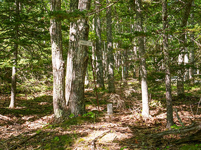 Looking W toward the marker and boundary sign from Breakneck Road