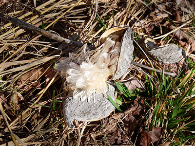 Silky innards of another milkweed pod