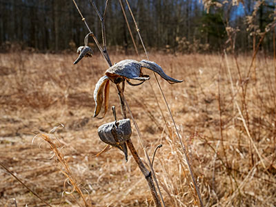 We liked the varied shapes made by these dried pods.