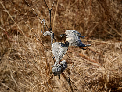 Remnants of last season's milkweed pods