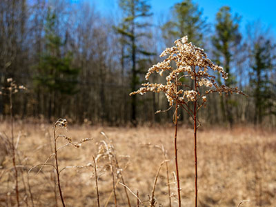 Asteraceae!