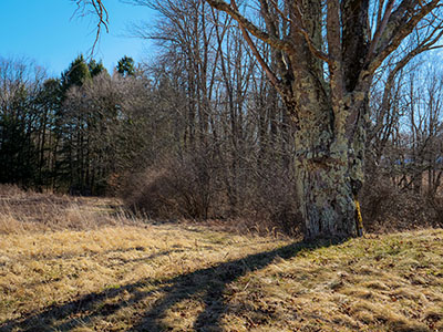 Sunlight and shade above the pond