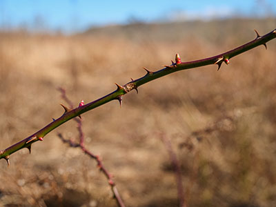 Rosaceae coming to life