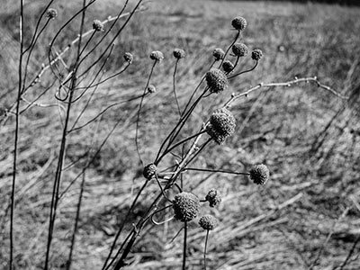 Last year's wild bergamot