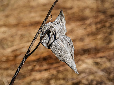 Remnants of last season's milkweed pods