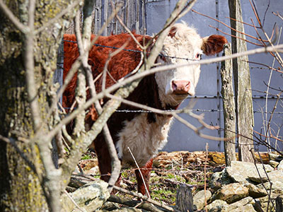 Howdy, cow! We don't have any cookies for you today.