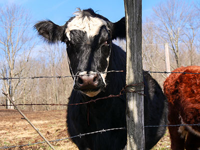 A curious cow came over to the fence to greet us.