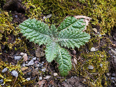 Young thistle