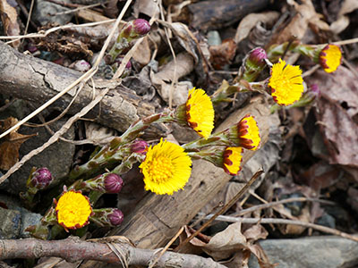 Coltsfoot (<i>Tussilago farfara</i>) is beginning to emerge along the roadsides.