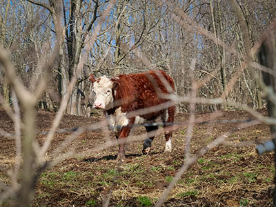 Another curious cow