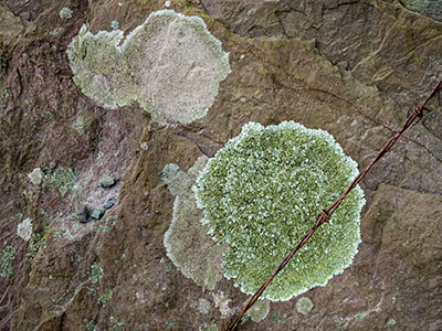 Lichen