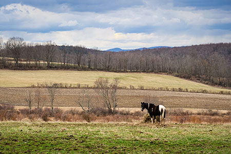 Fields stretching into the distance