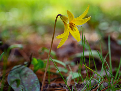 Yellow trout lily: <i>Erythronium americanum</i>