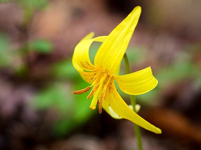 Yellow trout lily: <i>Erythronium americanum</i>